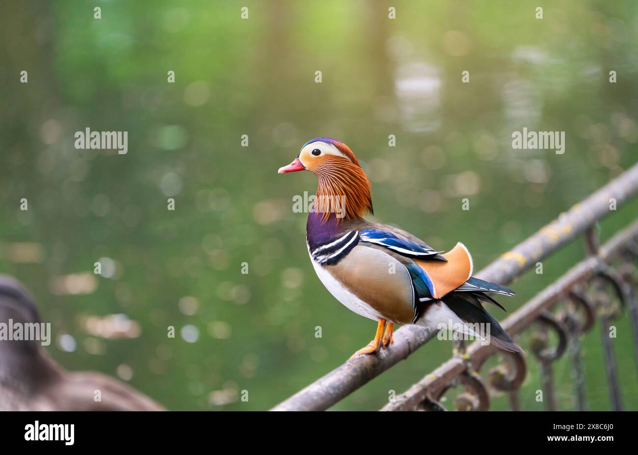 Eine schöne männliche Mandarinenente steht auf einem Zaun in der Nähe des Sees. Nahaufnahme. Natur und Wildvögel Stockfoto