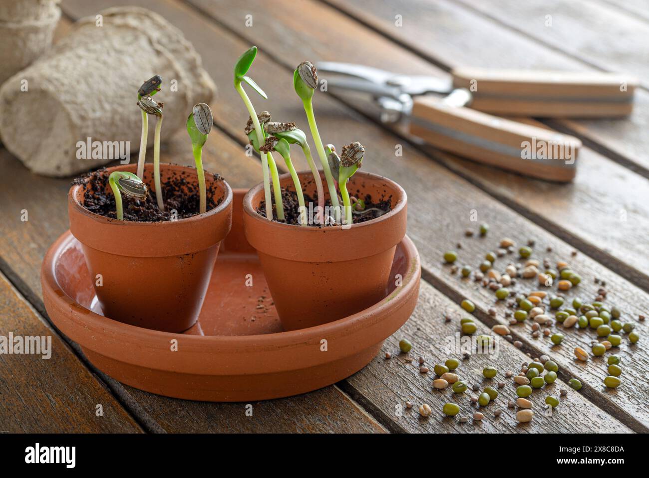 Kleine Sonnenblumenpflanzen, die im Frühling im Gewächshaus in Terrakottapflanztöpfen wachsen Stockfoto