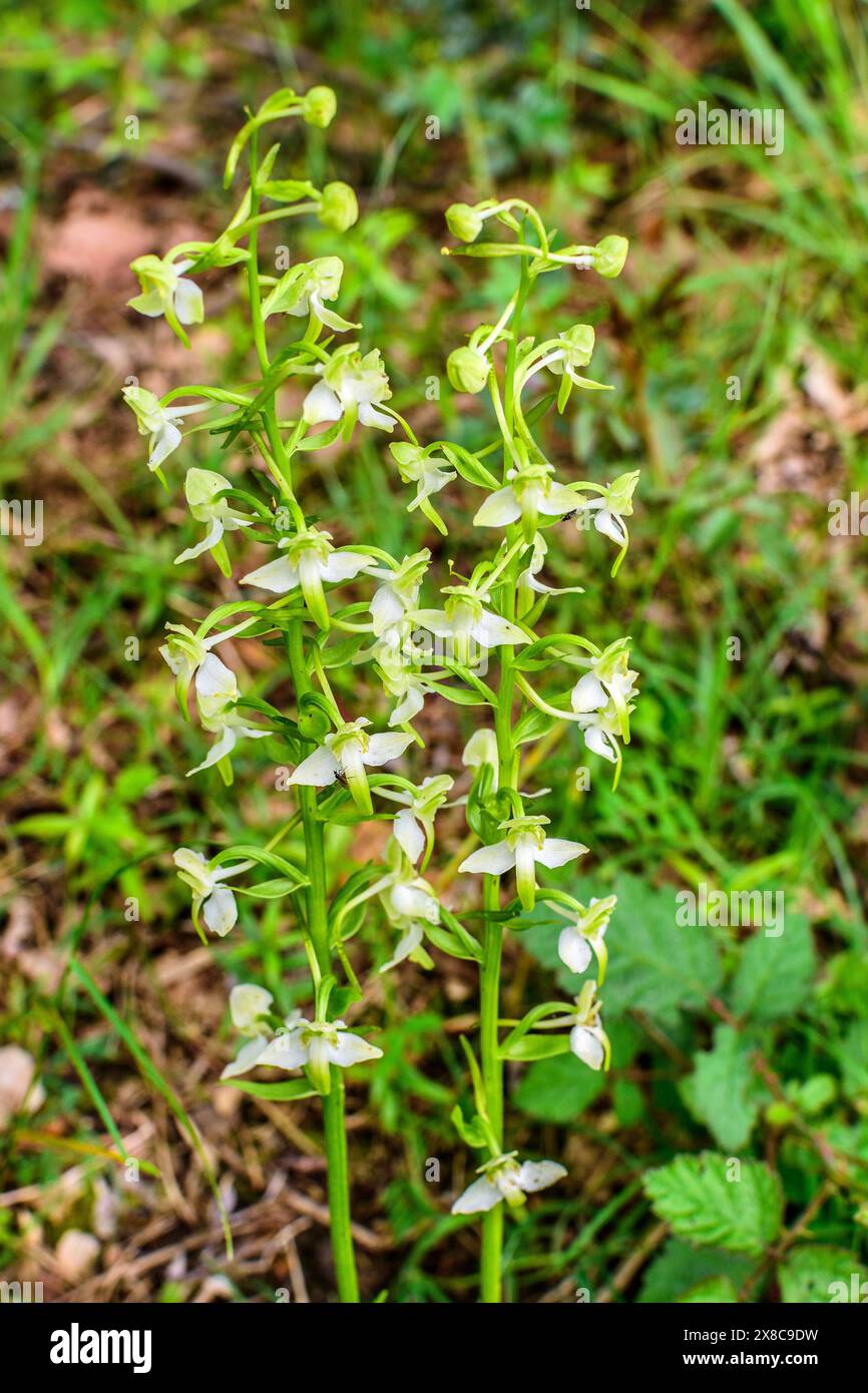 Große SchmetterlingsOrchidee (Platanthera chlorantha) blüht im Mai in der Sud-Touraine, Zentralfrankreich. Stockfoto