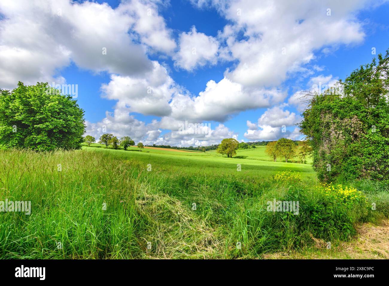 Reifegebiet Winterweizen im Frühsommer - Sud-Touraine, Zentralfrankreich. Stockfoto