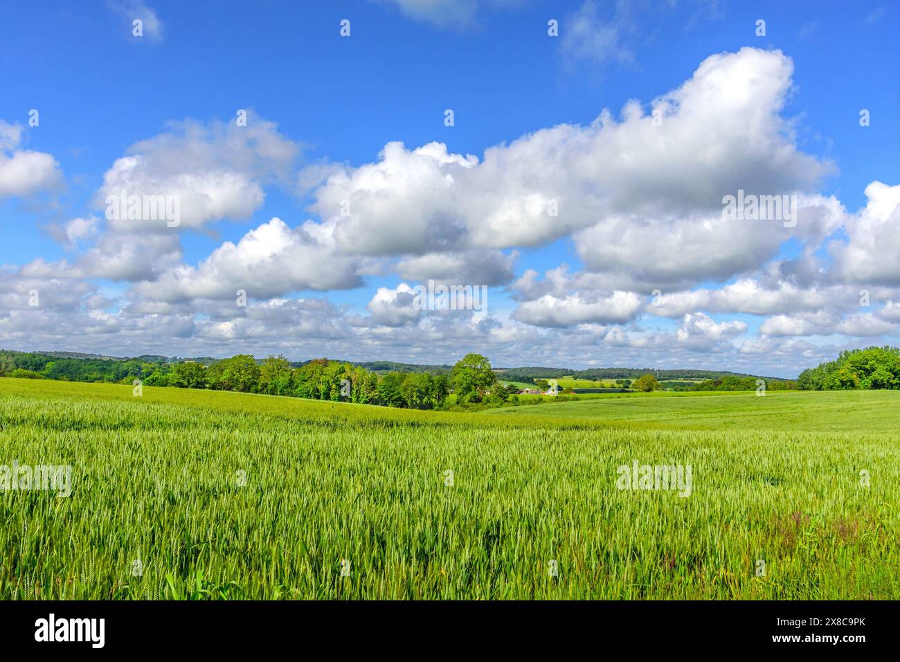 Reifegebiet Winterweizen im Frühsommer - Sud-Touraine, Zentralfrankreich. Stockfoto