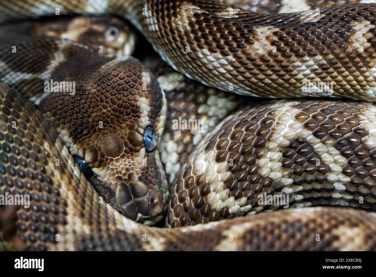 Rauhe Python - Morelia carinata, wunderschöne großräumige Pythonarten aus Dschungel und Flussufern, endemisch in Australien. Stockfoto