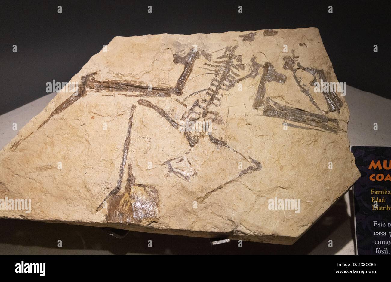 Pterosaurier Fossil, ein fliegende Dinosaurierskelett; bekannt als Muzquizopteryx coahuilensis, ausgestorbenes Reptil, Spätkreidezeit, 90 Millionen Jahre alt. Stockfoto