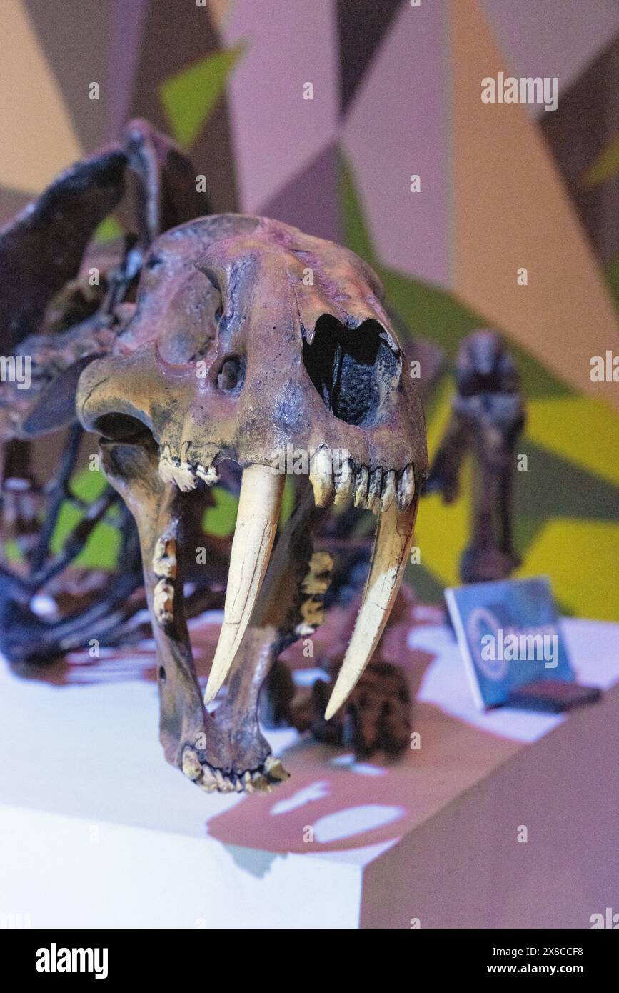 Schädel und Zähne eines Säbelzahntiers, Smilodon Fatalis, aus dem Pleistozän vor 2,5 Millionen bis 10.000 Jahren. Museum of the Desert, Mexiko Stockfoto