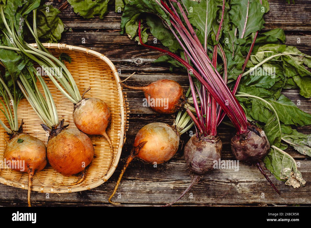 Bio-Gemüse... Bunte Regenbogenrüben. Goldene, rosa und lila Rüben unter freiem Himmel. Stockfoto
