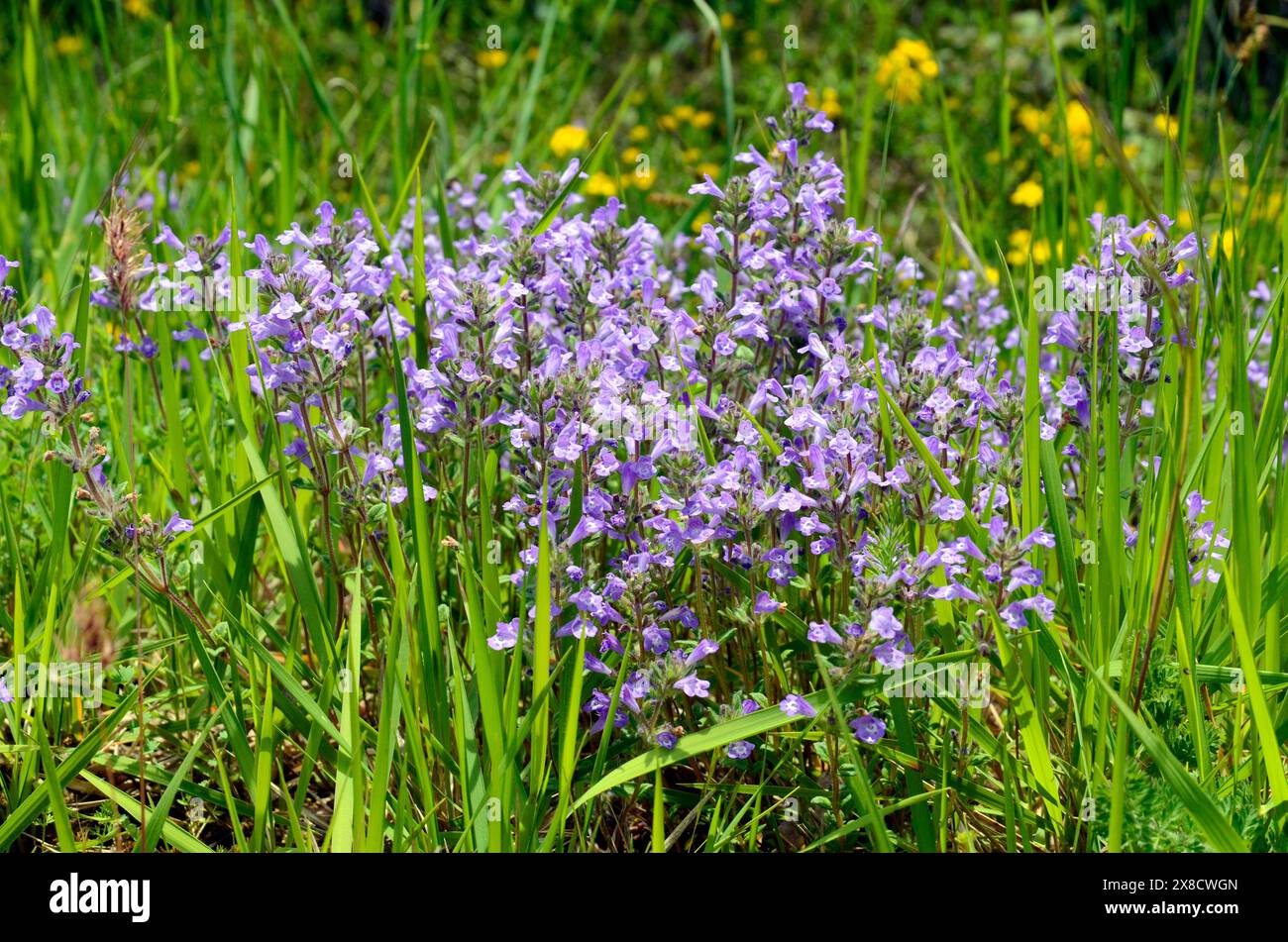 Blüten des Steinthymians (Clinopodium alpinum oder Satureja alpina oder Acinos alpinus) Stockfoto