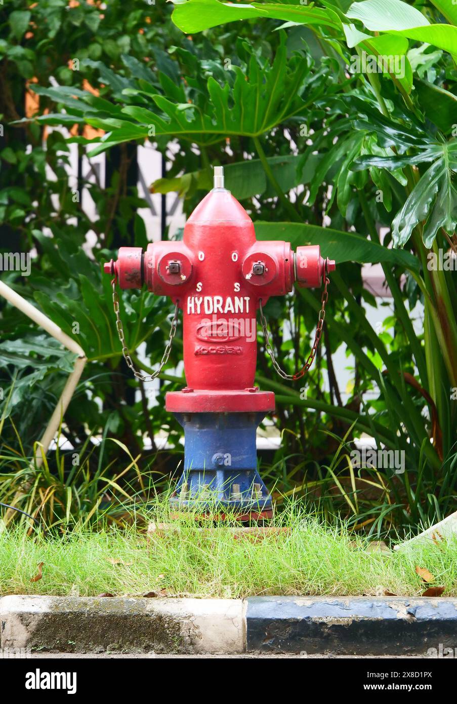 Ein leuchtend rot-blauer Feuerhydrant steht hoch im üppigen grünen Gras und bildet einen Kontrast zur natürlichen Umgebung. Der Hydrant scheint bereit und W Stockfoto