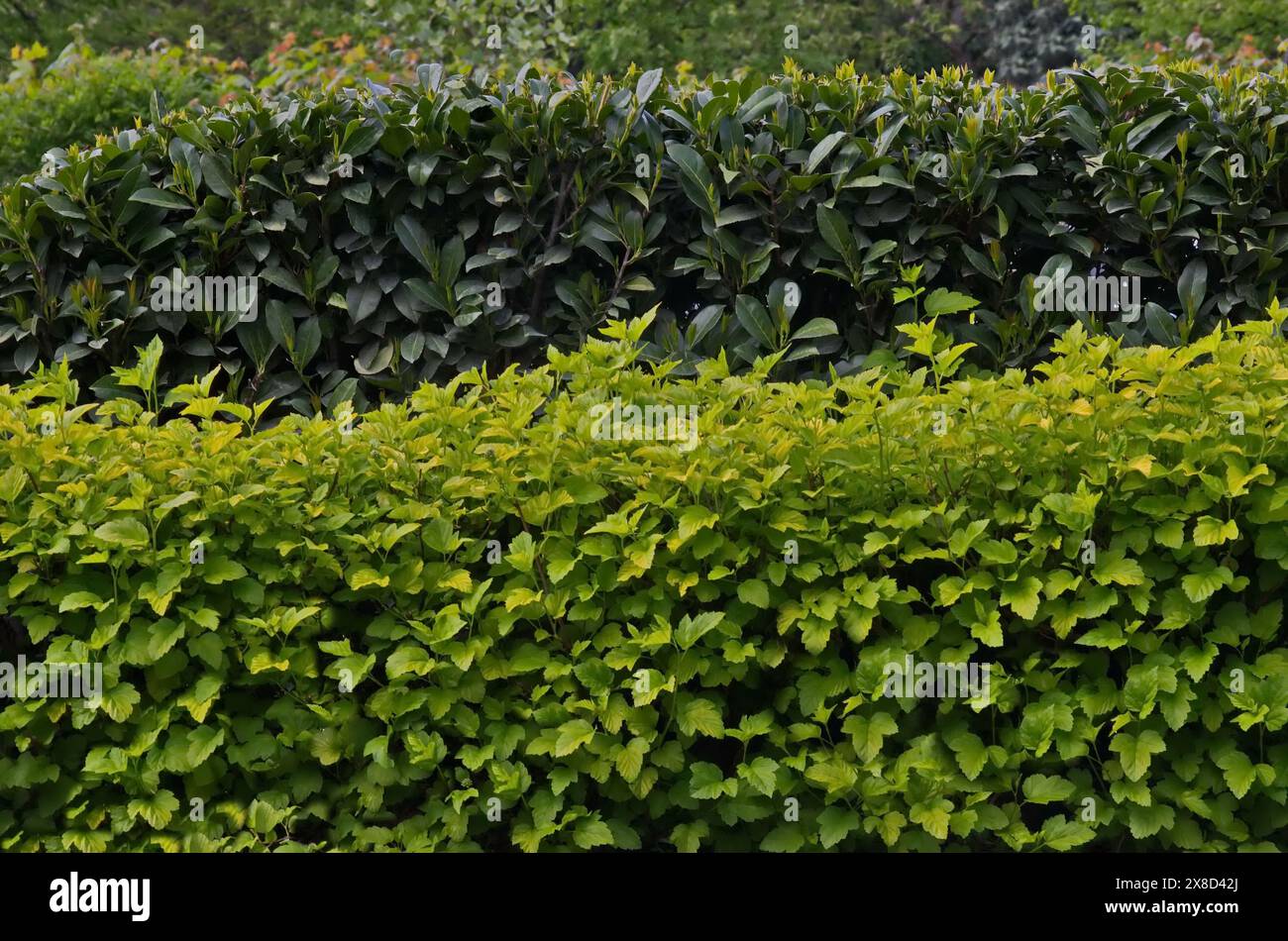 Natürlicher Hintergrund von Spirea Yellow Princess und Photinia Red Robin, Sofia, Bulgarien Stockfoto