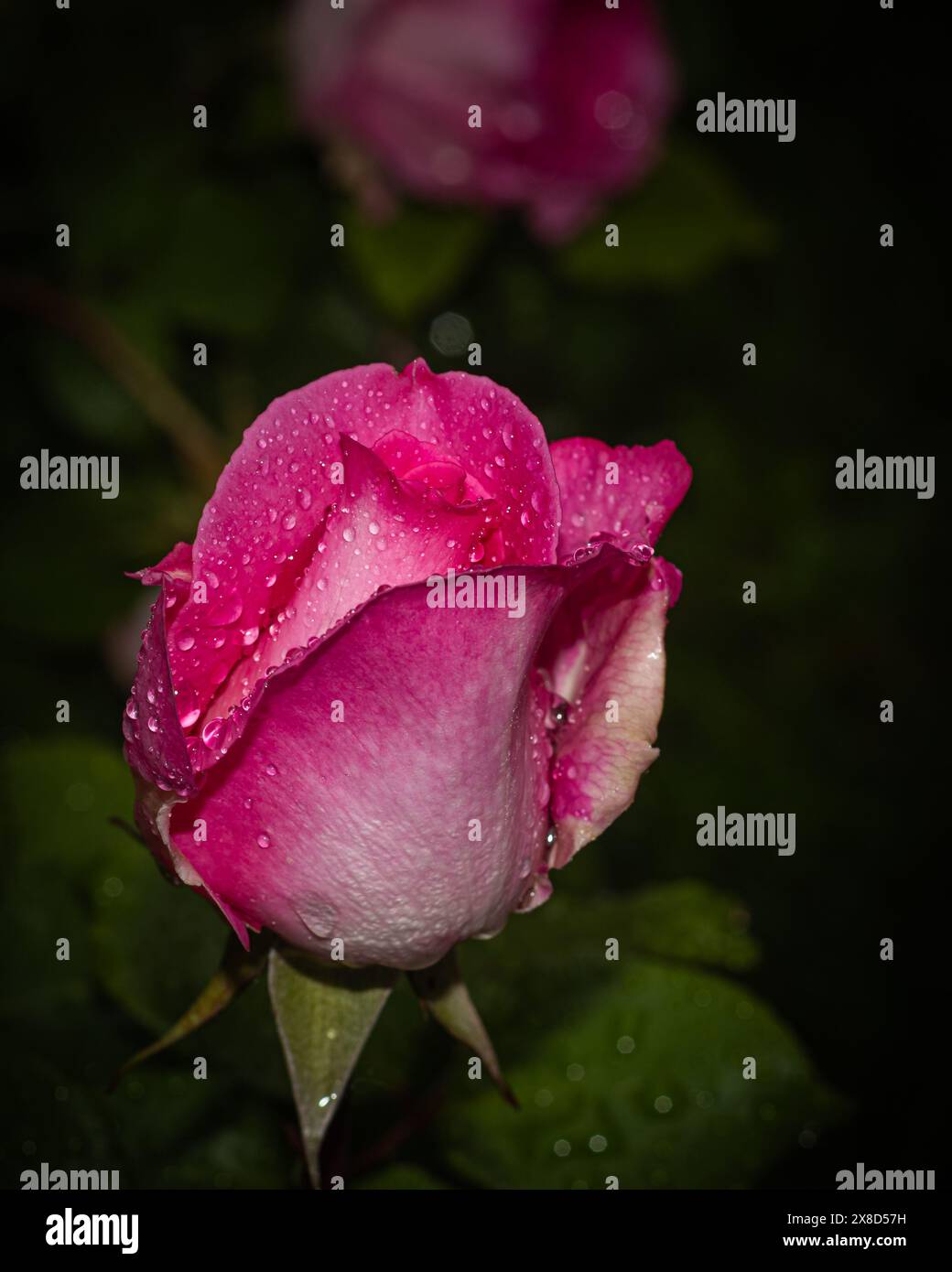 Zarte Tropfen schmücken die leuchtend rosa Blütenblätter dieser Rose, die die Essenz eines frischen morgens einfangen und eine Vision von Reinheit schaffen Stockfoto