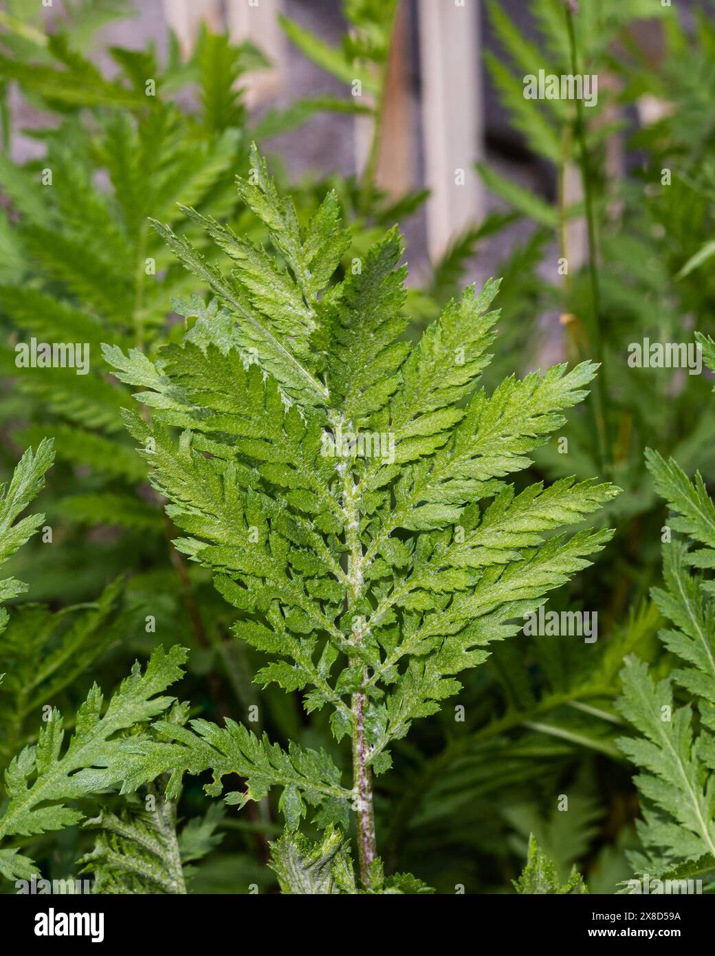 Detail eines tanacetum-Blattes mit feinen Adern und üppiger grüner Textur, das die widerstandsfähige und lebendige Lebenskraft dieses Heilkrauts symbolisiert Stockfoto