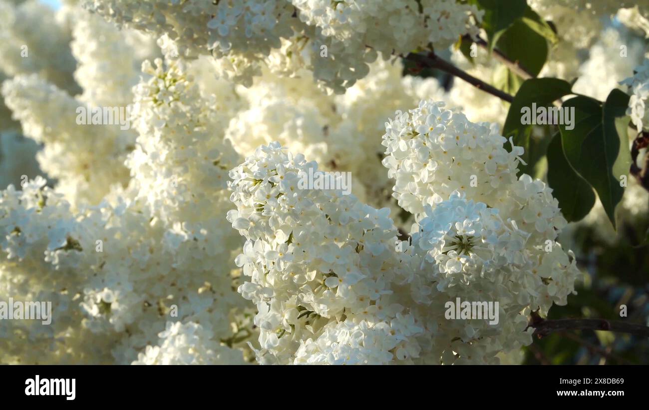 Die wunderschönen Fliederröschen. Nahaufnahme von üppig blühenden weissen Fliederblüten. Probieren Sie Stimmungen von frühlingshaften Bäumen. Stockfoto