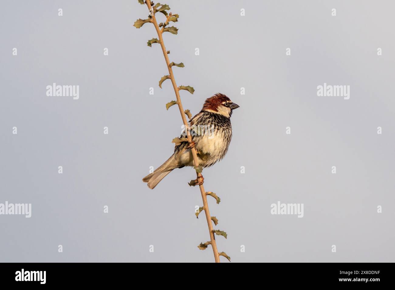 Willow Spatzen auf einem Ast. Spanischer Spatzen Stockfoto