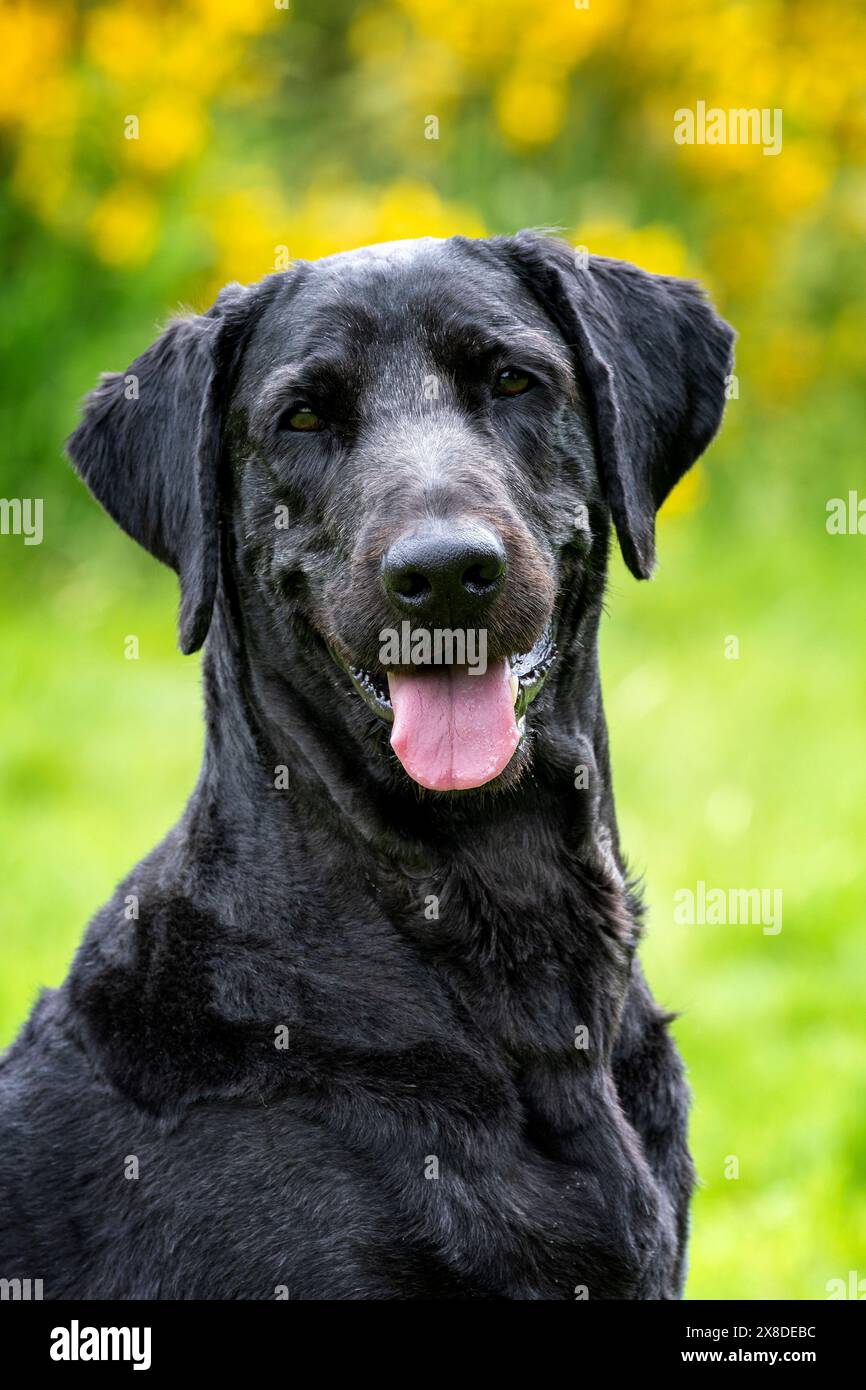 Porträt eines schwarzen Labradoodles auf einem Feld Stockfoto