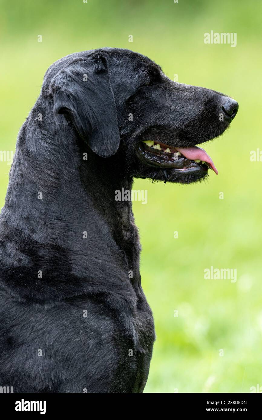 Porträt eines schwarzen Labradoodles auf einem Feld Stockfoto