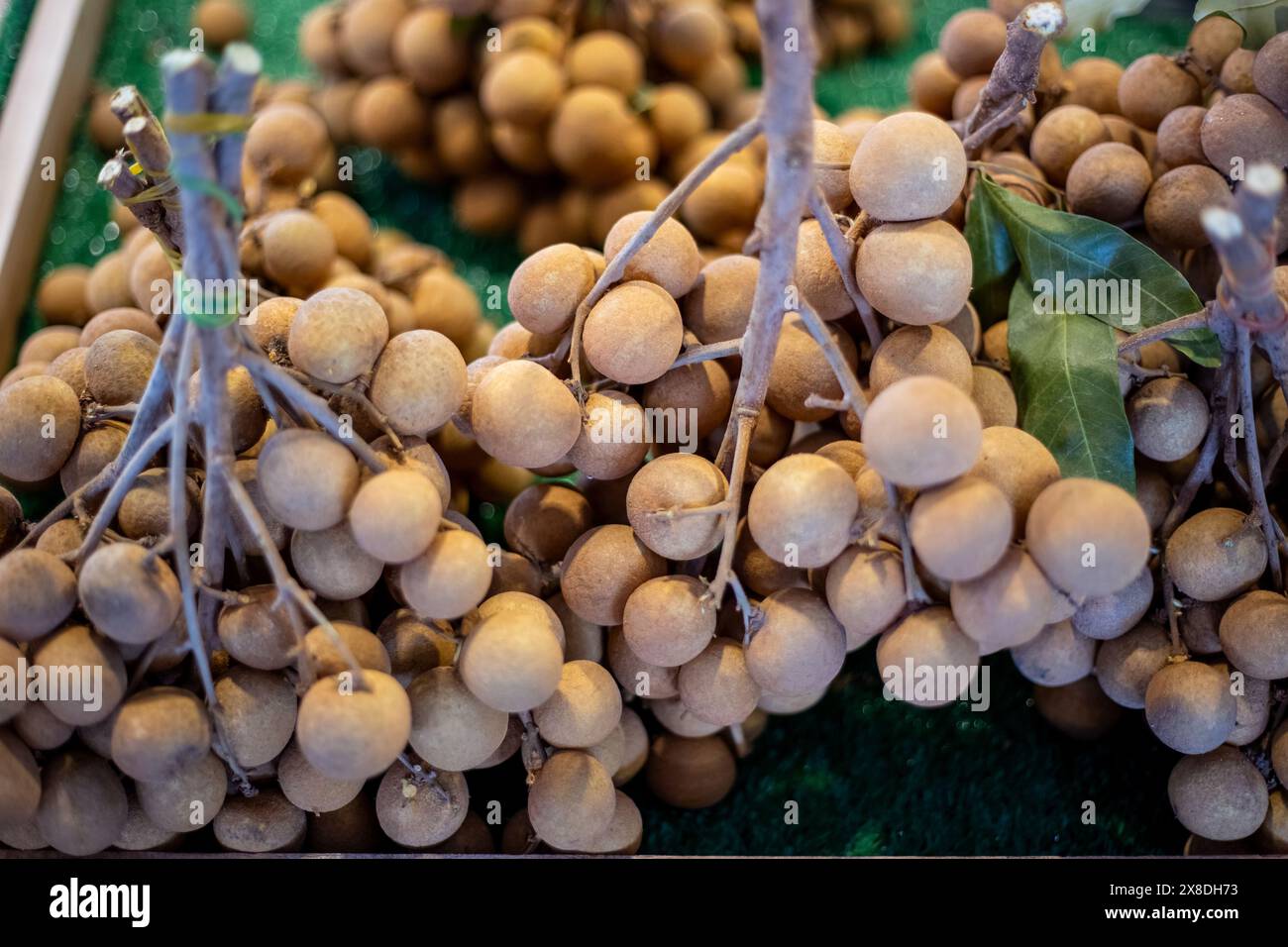 Reifer Longan auf Zweigen an einem Ladentisch in Asien. Thailändischer Obstmarkt. Stockfoto