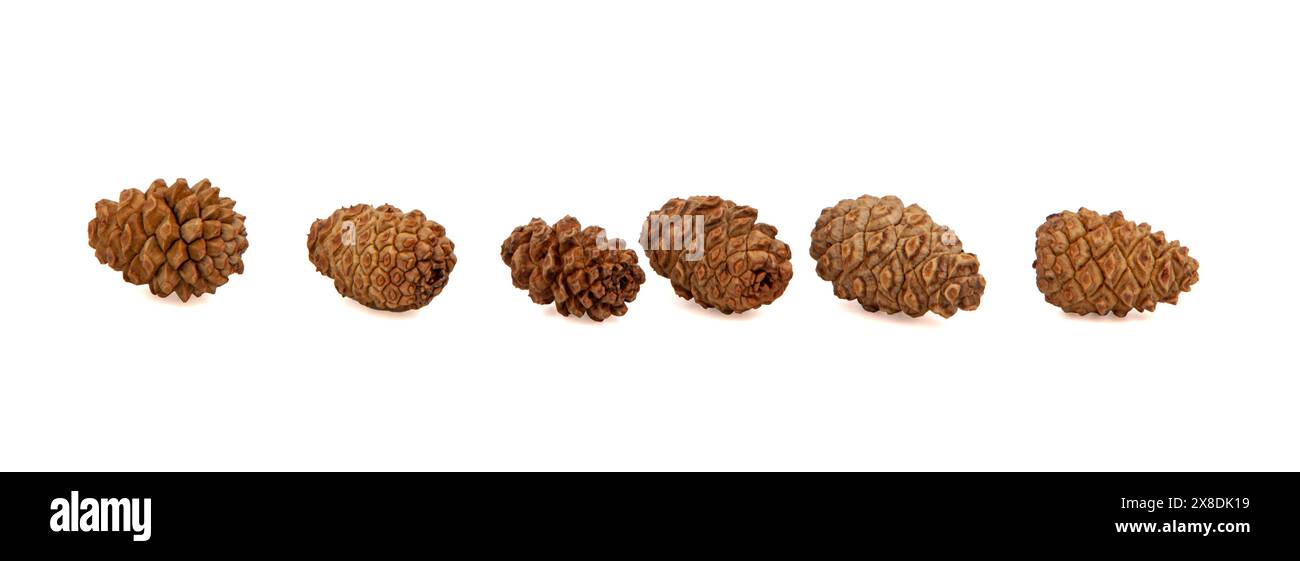 Sammlung kleiner, brauner, trockener Zedernkegel auf weißem Hintergrund, noch in einer Reihe liegend. Strukturierte Kegel. Horizontal. Für Banner. Stockfoto