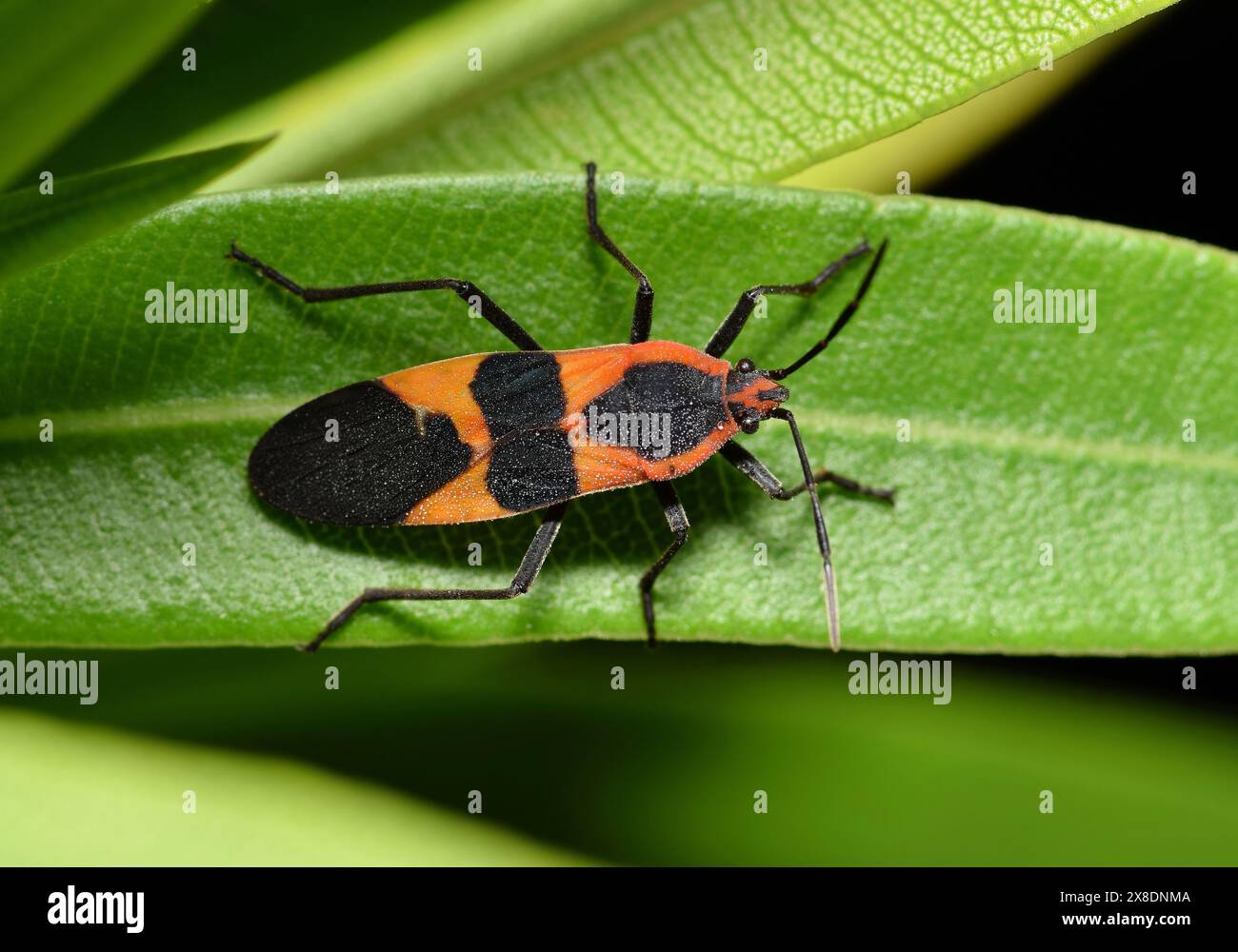 Große Milkweed-Insekte (Oncopeltus fasciatus) auf Oleander-Naturschädlingsbekämpfung im Frühling. Stockfoto