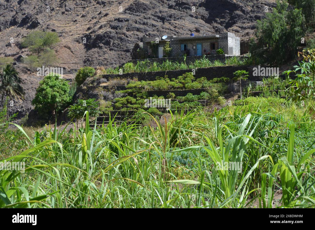 Nachhaltige Landwirtschaft in Trockengebieten: Santo Antao, Cabo Verde Stockfoto