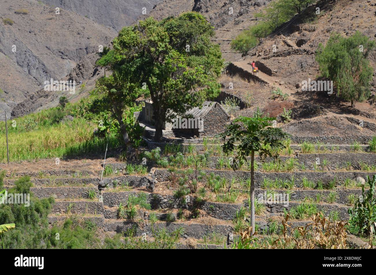 Nachhaltige Landwirtschaft in Trockengebieten: Santo Antao, Cabo Verde Stockfoto