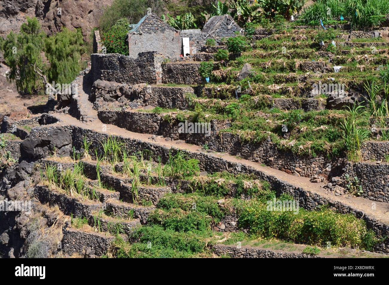 Nachhaltige Landwirtschaft in Trockengebieten: Santo Antao, Cabo Verde Stockfoto