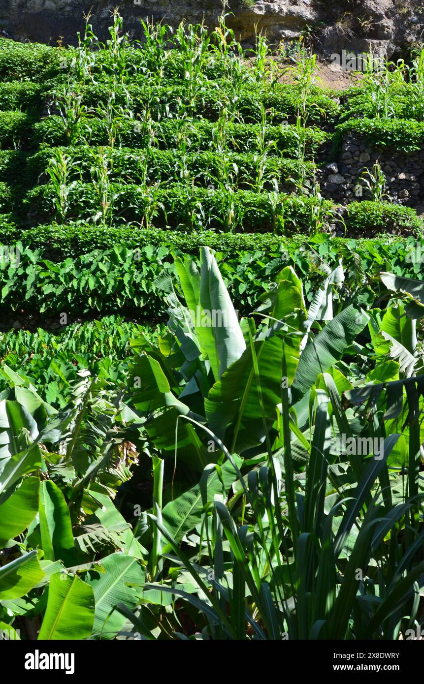 Nachhaltige Landwirtschaft in Trockengebieten: Santo Antao, Cabo Verde Stockfoto