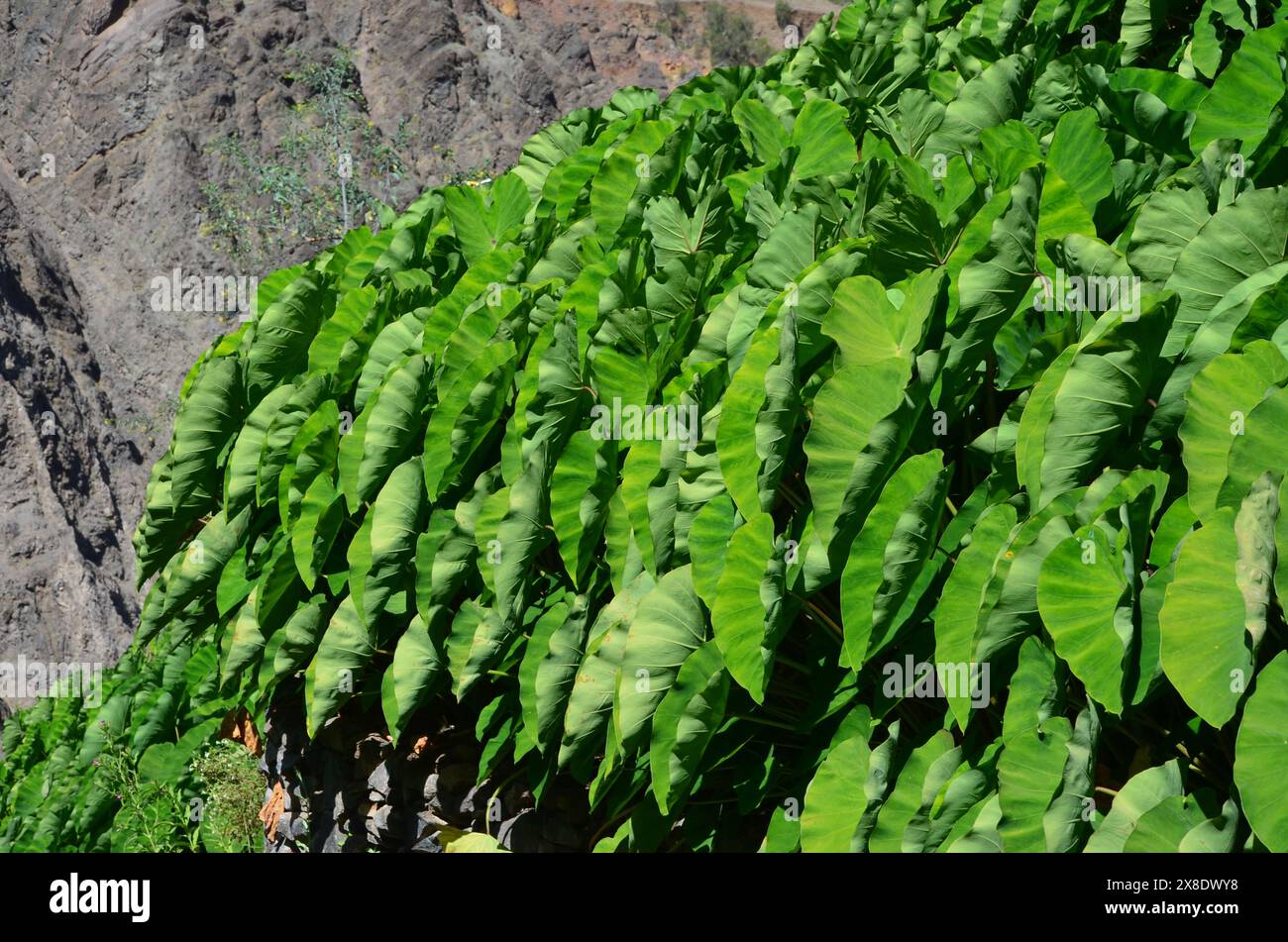 Nachhaltige Landwirtschaft in Trockengebieten: Santo Antao, Cabo Verde Stockfoto