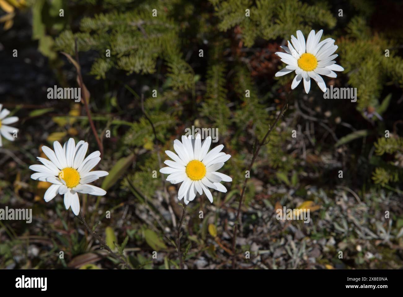 Weiße Blumen in den Kanadischen Rocky Mountains im Banff National Park in Alberta in Kanada nahe dem Peyto Lake. Stockfoto