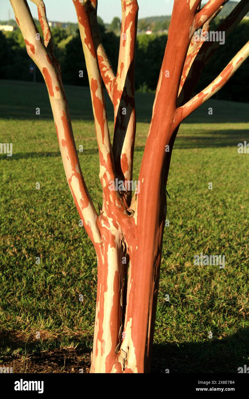 Mehrstielige krabbenmyrte (Lagerstroemia indica L.) Pflanze, mit schöner Peeling-Rinde Stockfoto