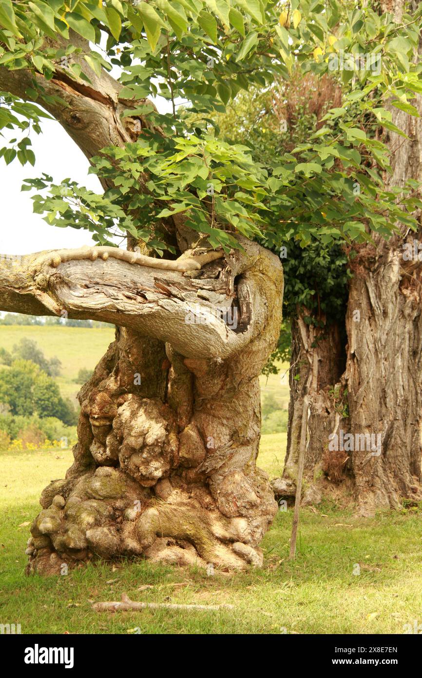 Alte knorrige Papier Maulbeerbaum Stockfoto