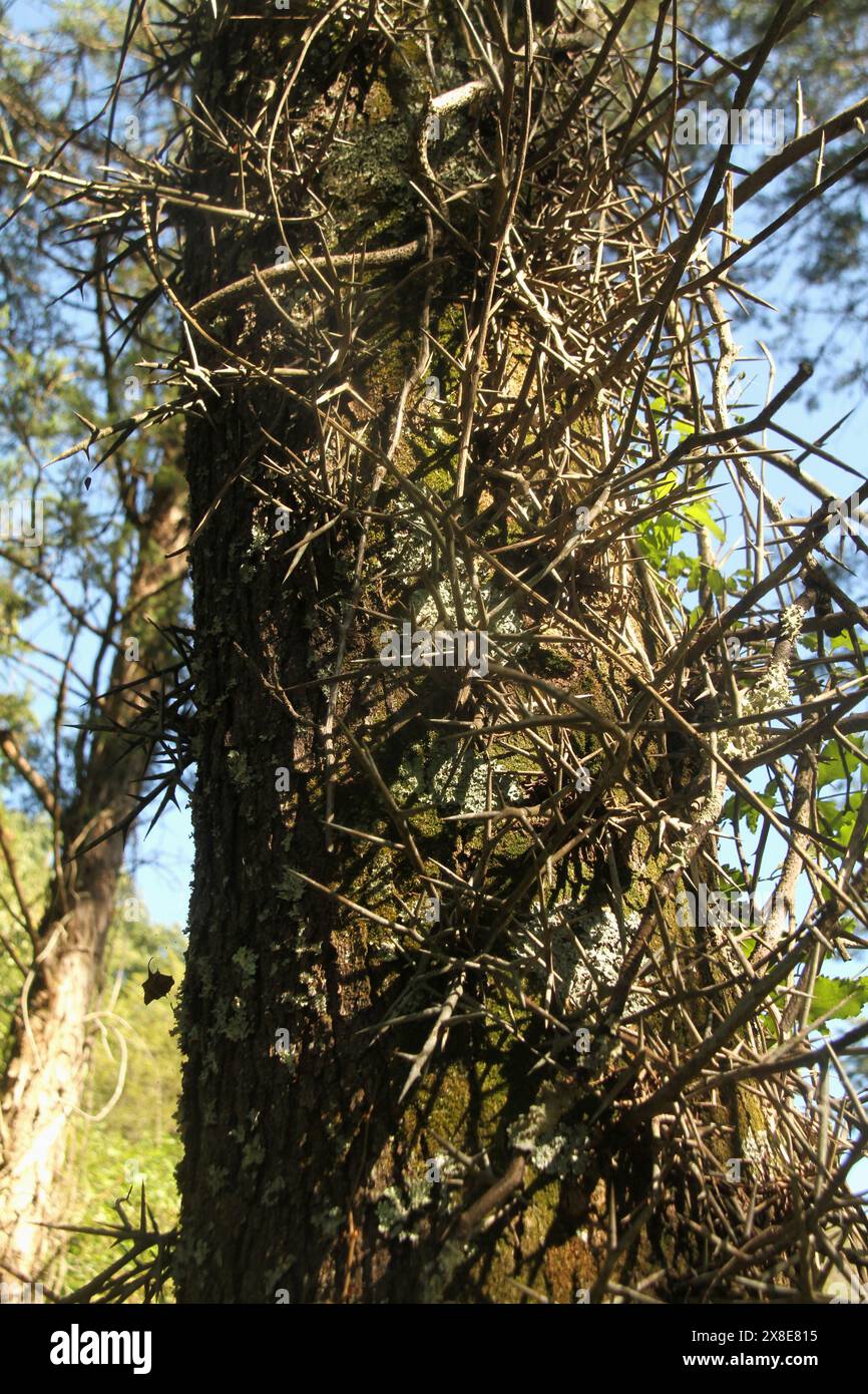 Dornen von einem Honig-Heuschreckenbaum Stockfoto