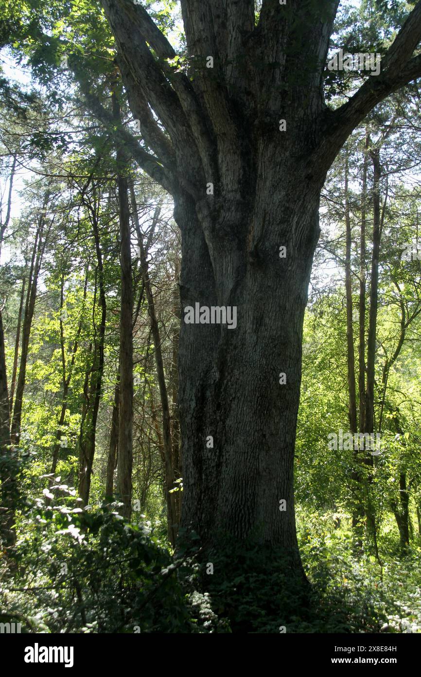 Virginia, USA, Stamm eines großen Baumes im Wald. Stockfoto