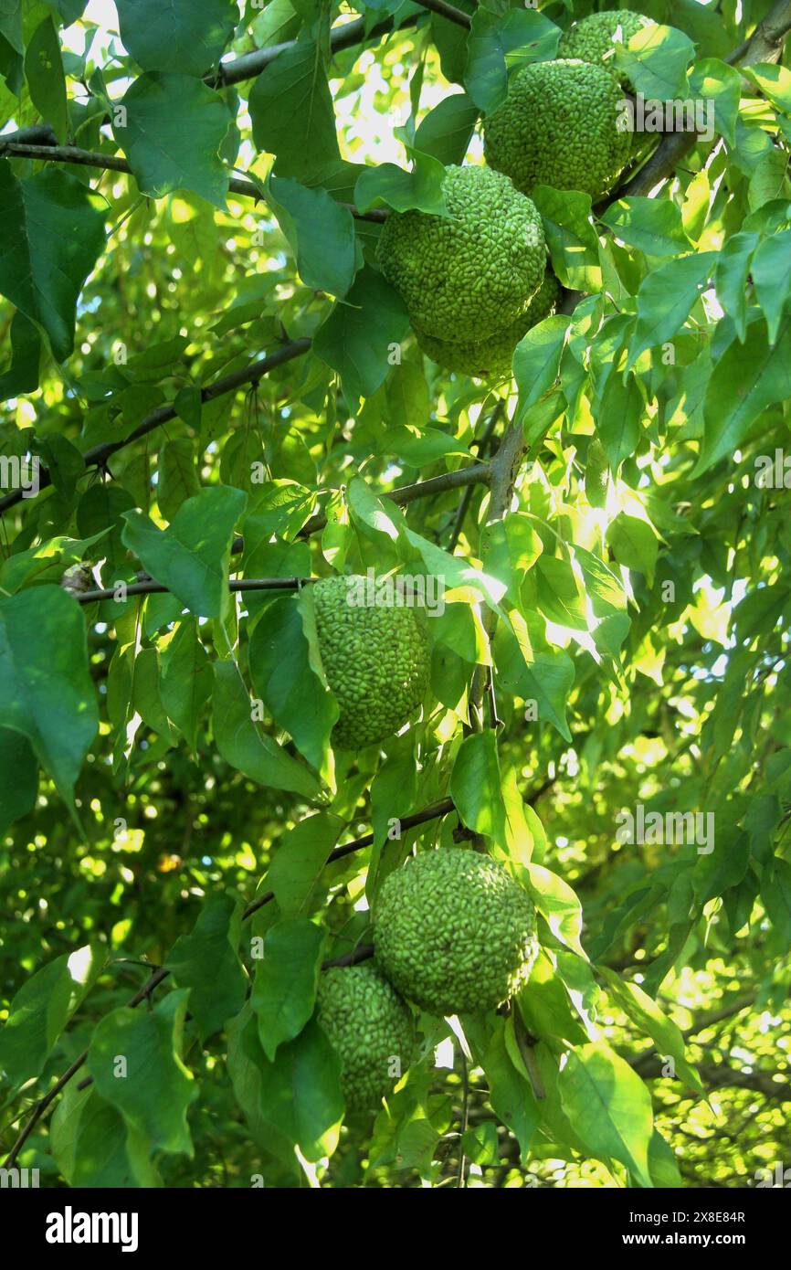 Maclura pomifera (Osage Orange) Baum mit Früchten in Virginia, USA Stockfoto