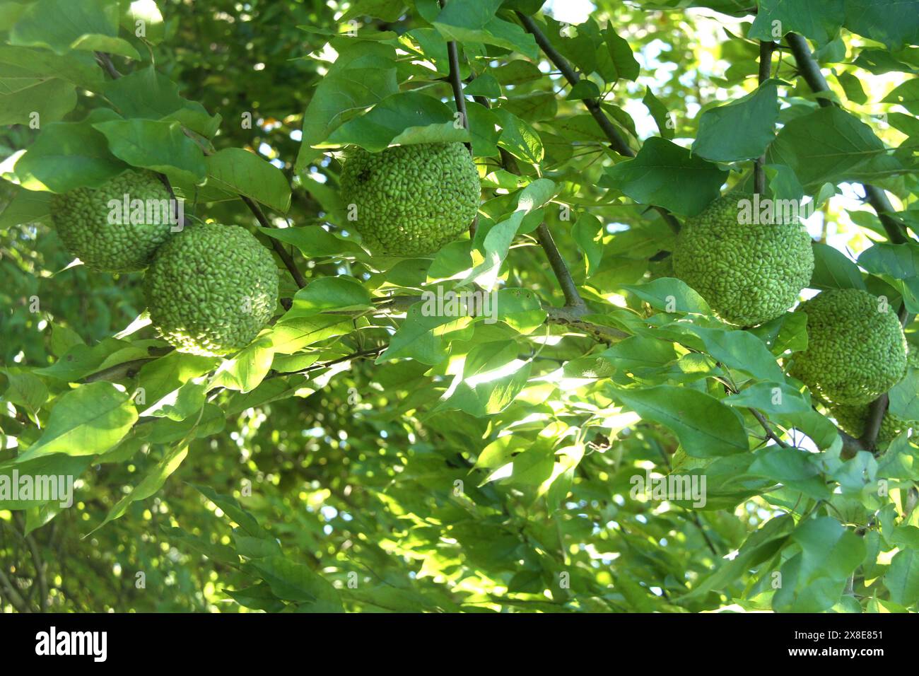 Maclura pomifera (Osage Orange) Baum mit Früchten in Virginia, USA Stockfoto