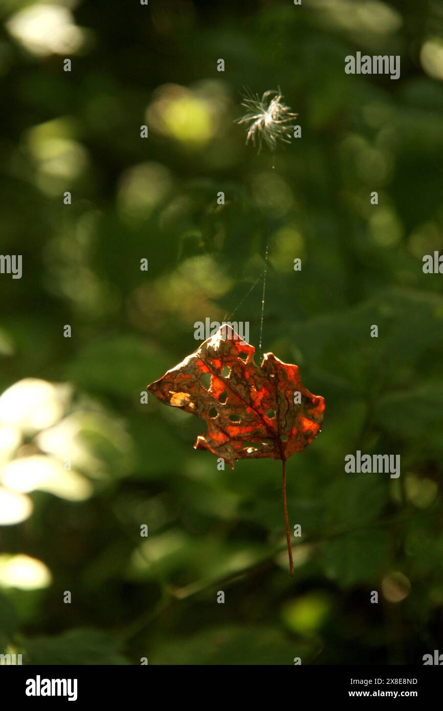 Trockenes Blatt und flauschige Pflanzensamen, gefangen in einem Spinnennetz Stockfoto