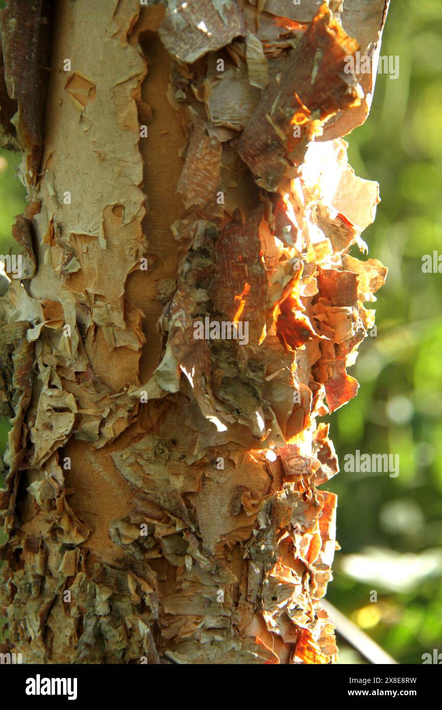 Nahaufnahme der Peeling-Außenrinde einer Flussbirke Stockfoto