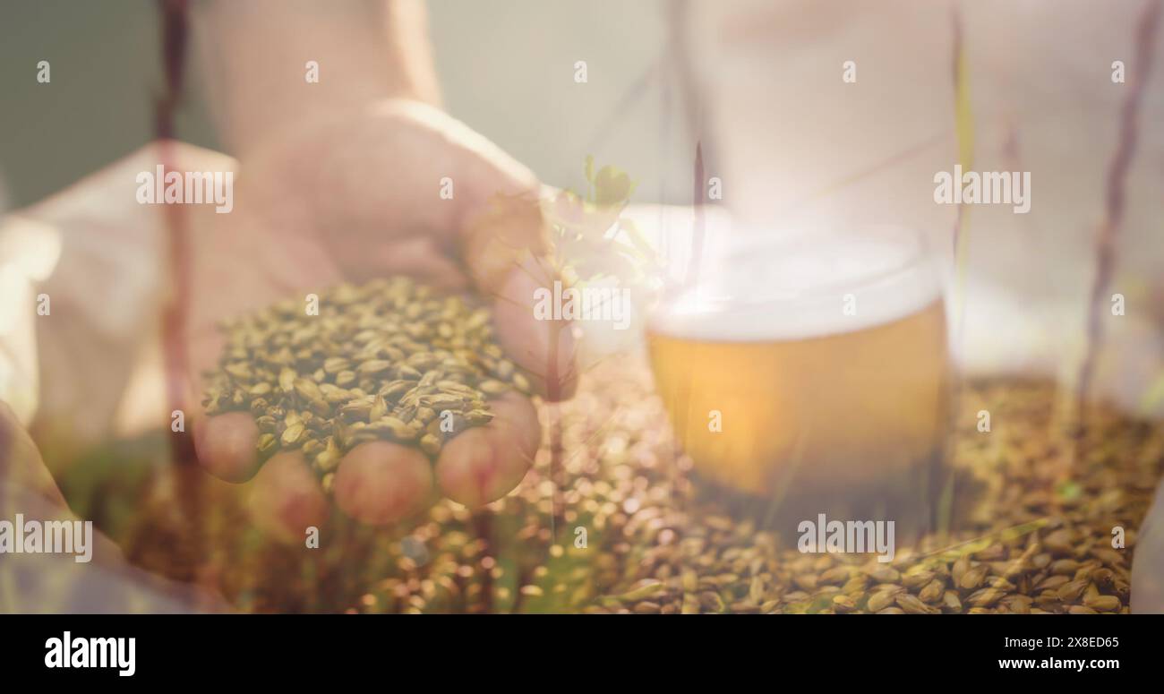 Kaukasischer Mann, der Hopfen hält, mit konzentriertem Blick genau untersucht Stockfoto