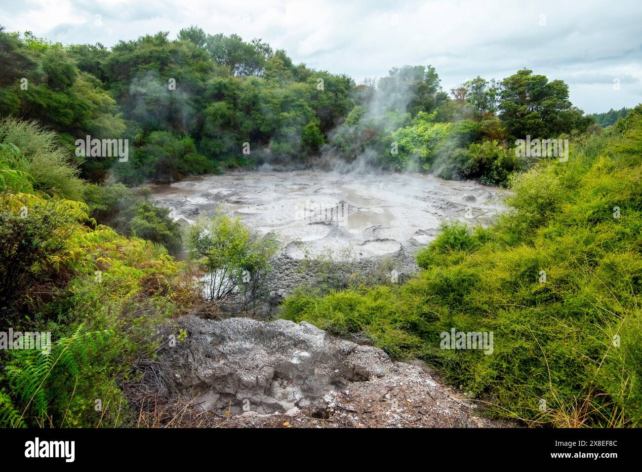 Mudpools in Te Puia - Rotorua - Neuseeland Stockfoto
