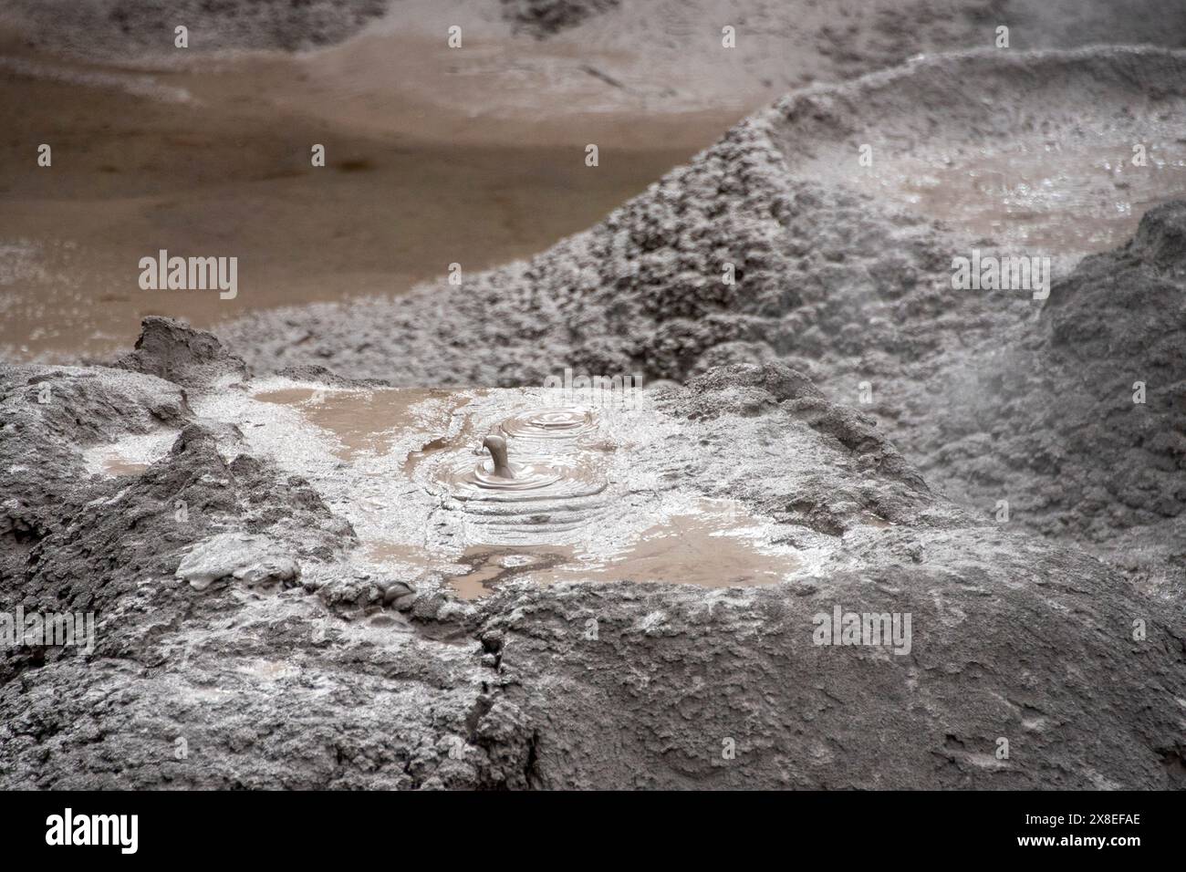 Mudpools in Te Puia - Rotorua - Neuseeland Stockfoto