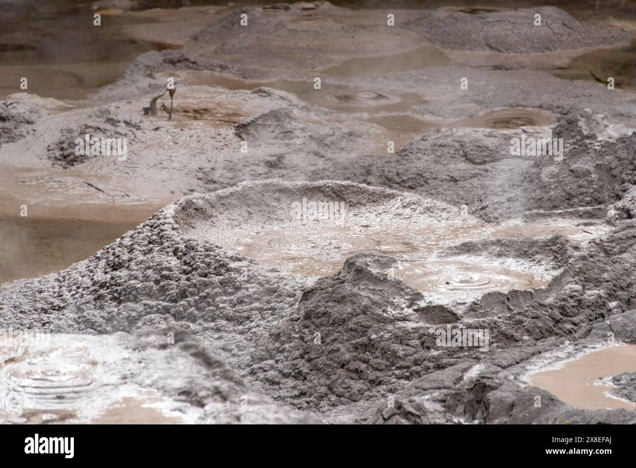 Mudpools in Te Puia - Rotorua - Neuseeland Stockfoto