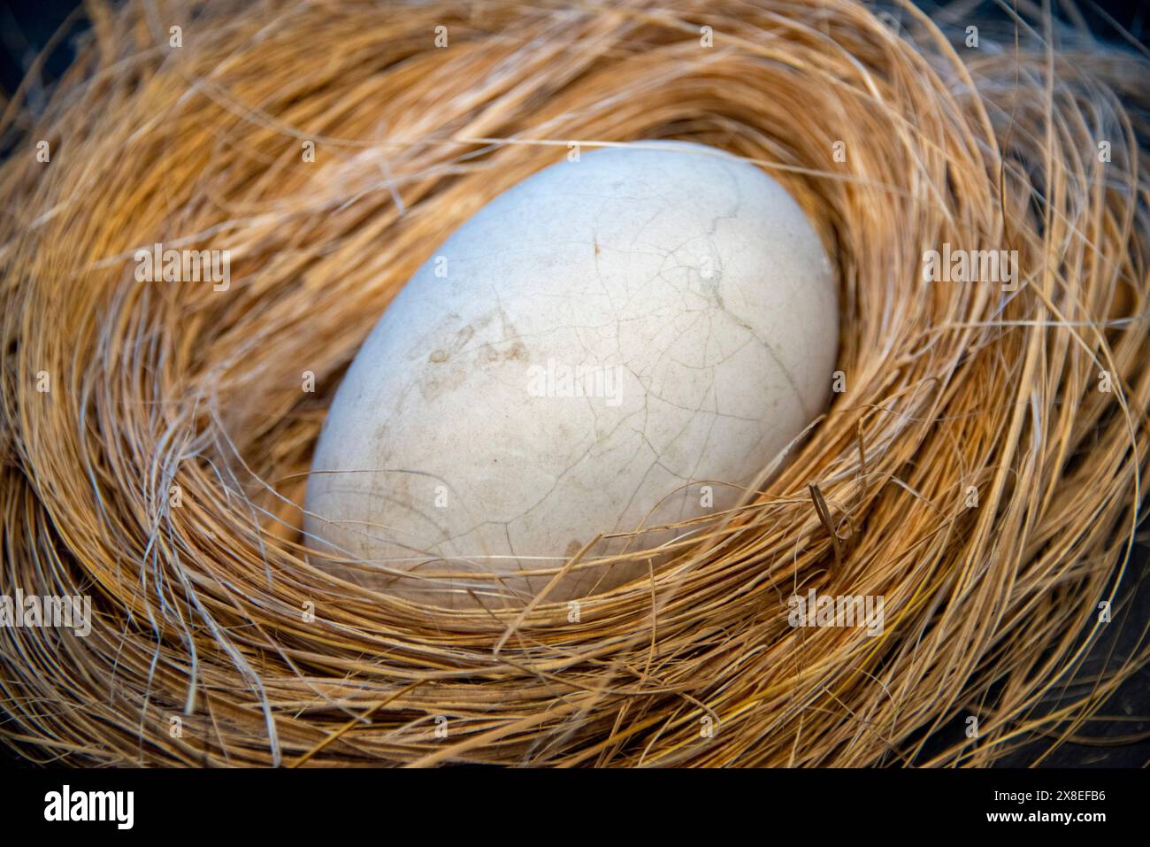 Kiwi Egg mit seinem Nest Stockfoto
