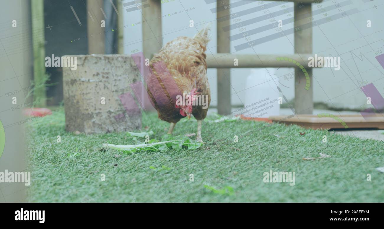 Bild der Datenverarbeitung über Huhn auf Gras Stockfoto