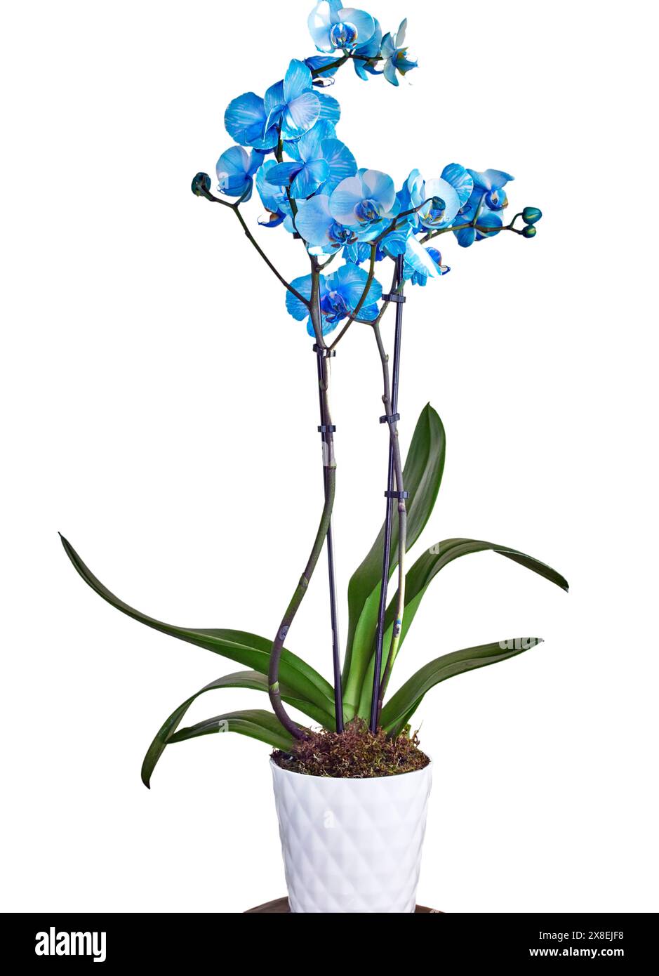 Eine blaue Aquarellorchidee in einem Keramiktopf Stockfoto