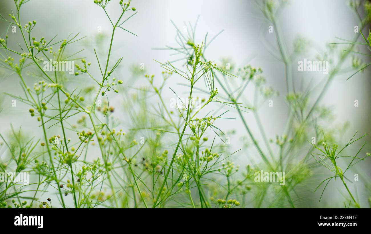 Cyclospermum leptophyllum (Sumpf-Petersilie, dünner Sellerie, Tannenblättriger Sellerie, Wildkirsche). Es hat fadenartige grüne Blätter, die einige Zentimeter lang sind Stockfoto