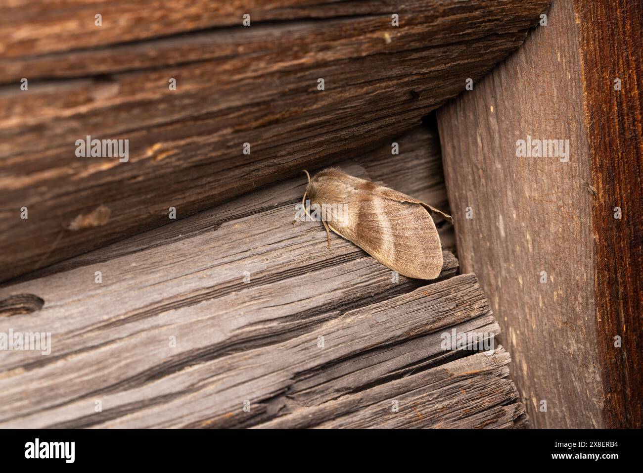 Macrothylacia rubi Familie Lasiocampidae Gattung Macrothylacia Fuchs Motte wilde Natur Insekten Fotografie, Bild, Tapete Stockfoto