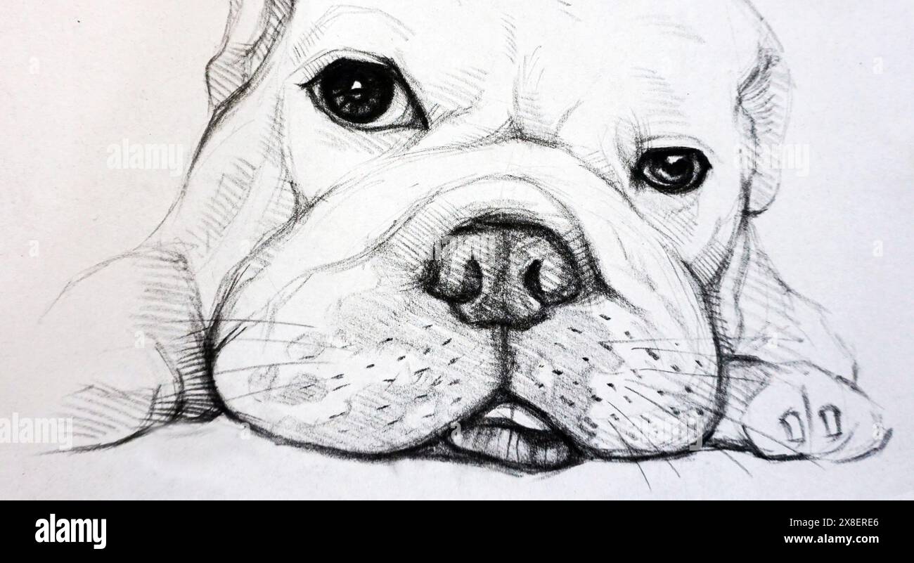 Handgezeichnete Skizzenzeichnung Bulldog thailand Stockfoto