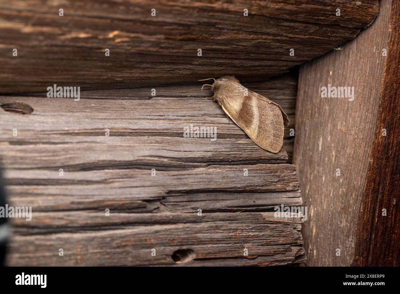 Macrothylacia rubi Familie Lasiocampidae Gattung Macrothylacia Fuchs Motte wilde Natur Insekten Fotografie, Bild, Tapete Stockfoto