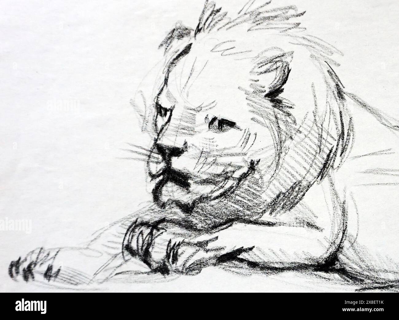 Handgezeichnete Zeichnung Löwe im Zoo, Panthera leo Stockfoto