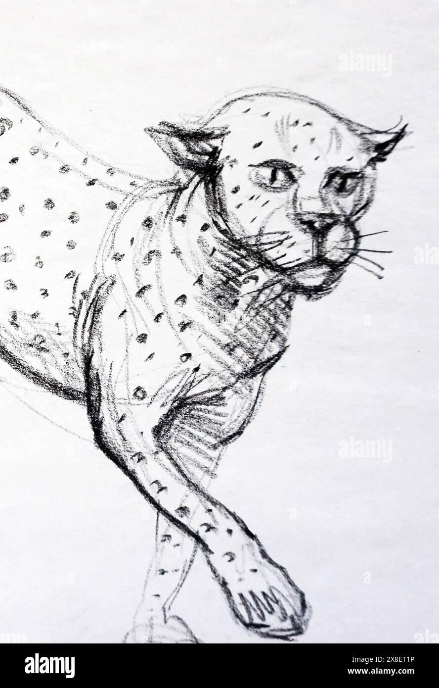 Handgezeichnete Zeichnung Gepard Tiger Stockfoto