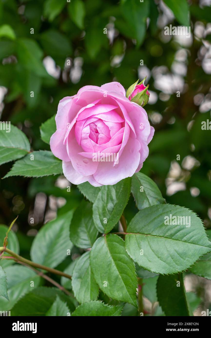 Rosa englische Rose Olivia Rose Austin Makro Stockfoto