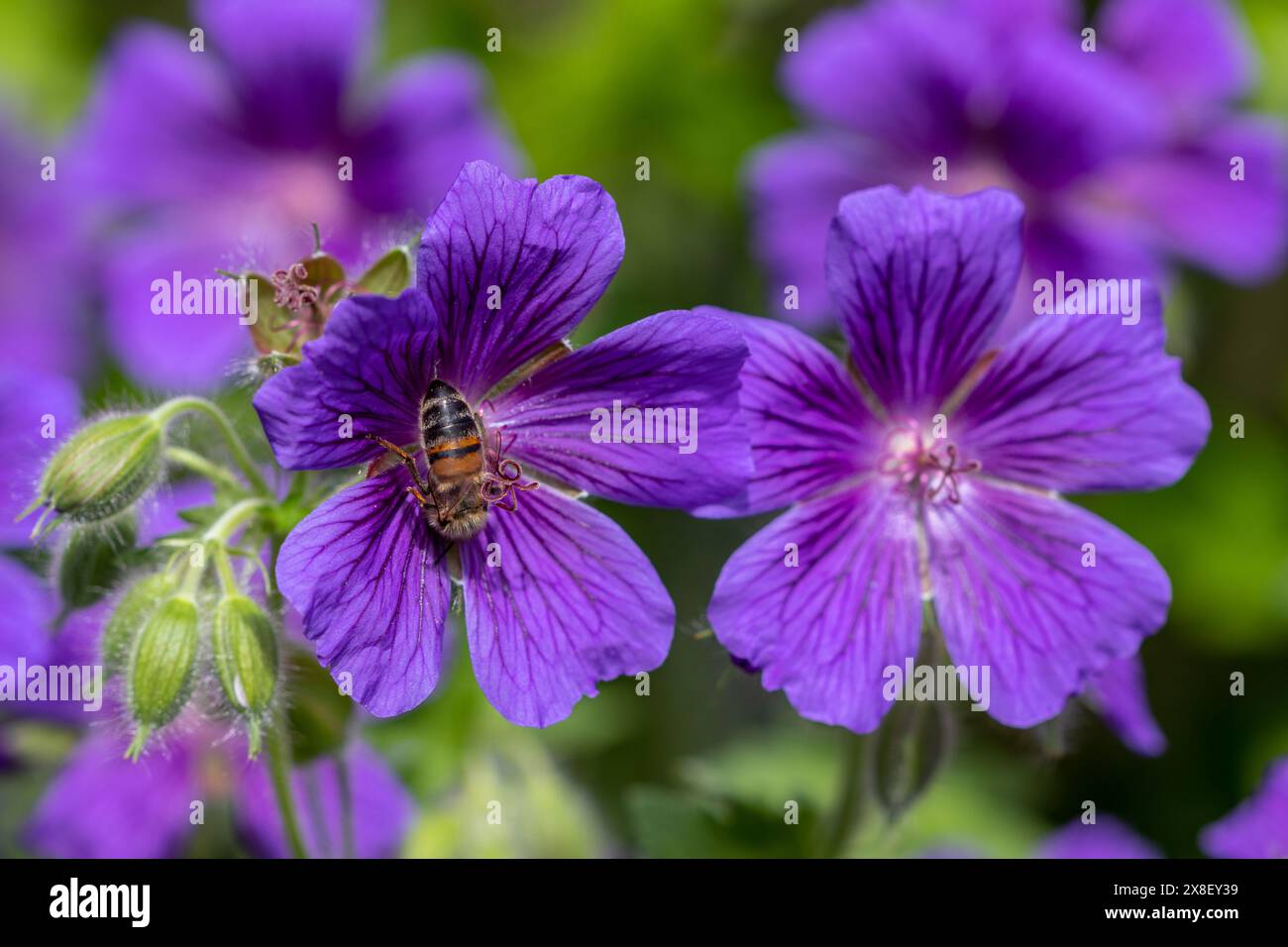 Biene auf violetter Kranichschnabelblüte (Geranium x Magnium) Stockfoto